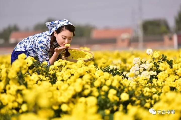 云臺冰菊基地發(fā)生了什么？一批批領導專家團隊前來！