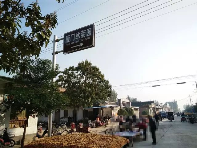 如何找到云臺冰菊？怎樣找到云臺冰菊？